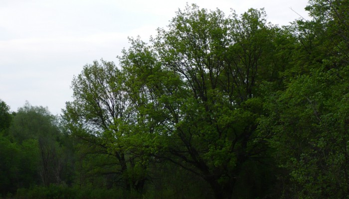Сочные кроны весенних деревьев